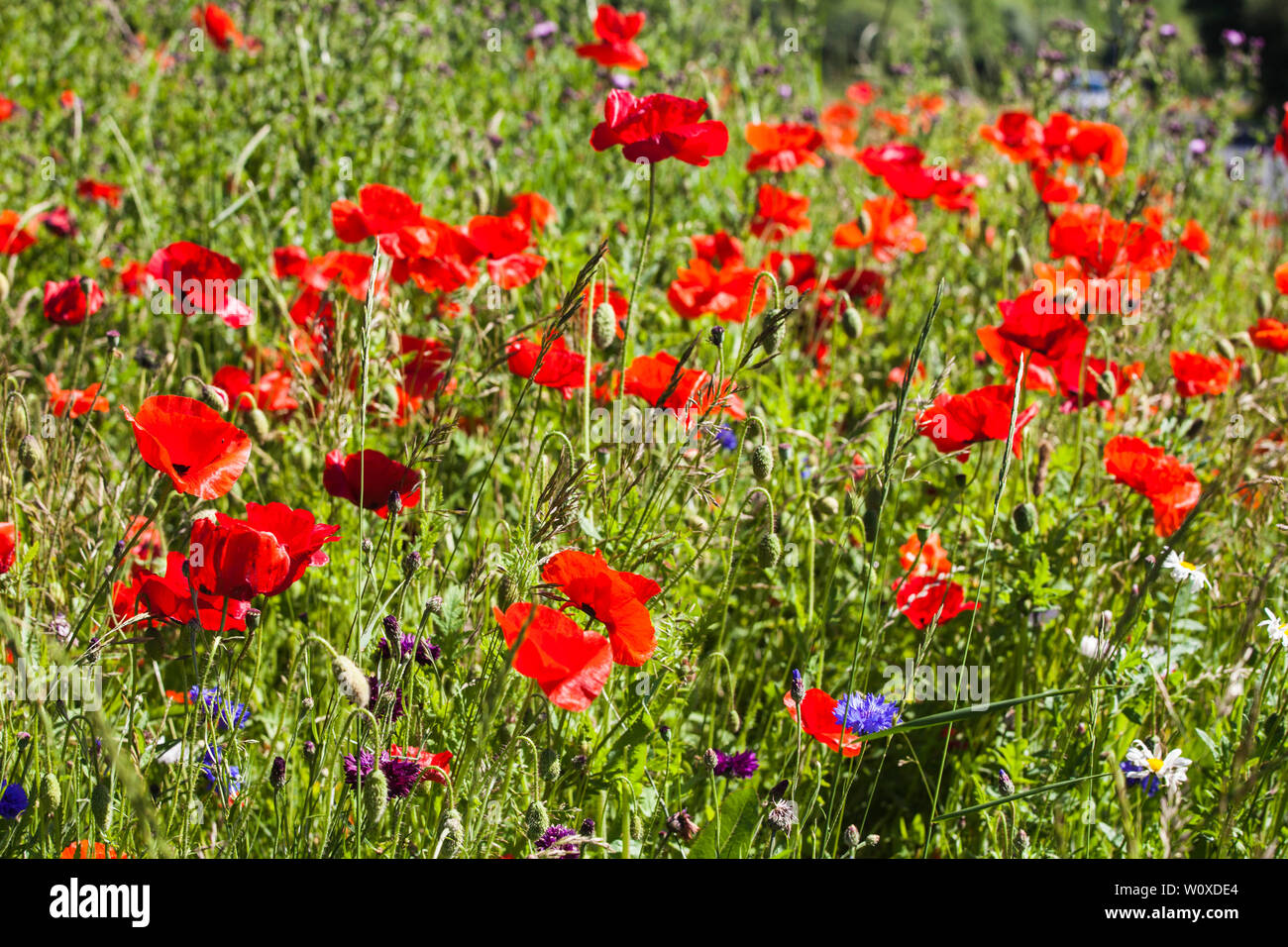 Fiori selvatici che crescono su la centrale di prenotazione sulla strada a Hartlepool,l'Inghilterra,UK Foto Stock