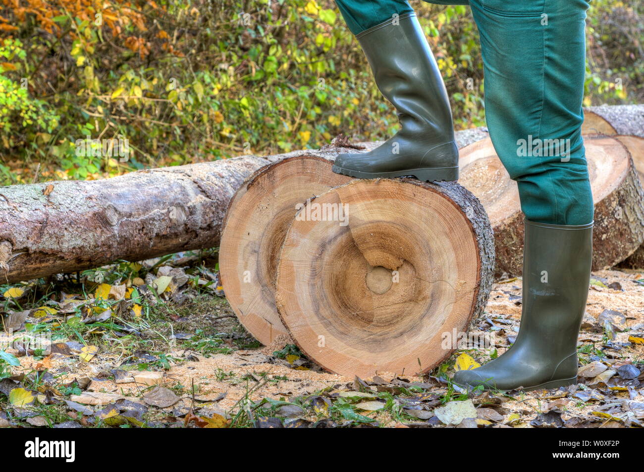 Stivali da pioggia nella foresta. Una foresta di lavoratori con stivali di gomma e verde pantaloni da lavoro ha messo una gamba sul sawed tronco di albero. Foto Stock
