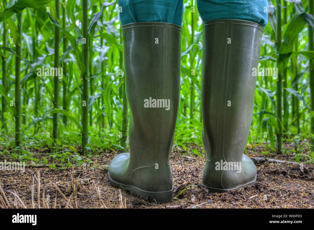 Stivali di gomma per l agricoltura. Il contadino si erge con verde stivali di gomma nella parte anteriore del suo campo di mais Foto stock Alamy