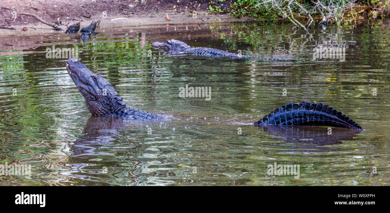 Display di accoppiamento di American alligatori (Alligator mississipiensis) in Sant'Agostino Alligator Farm Zoological Park a St Augustine Florida nelle unite Foto Stock