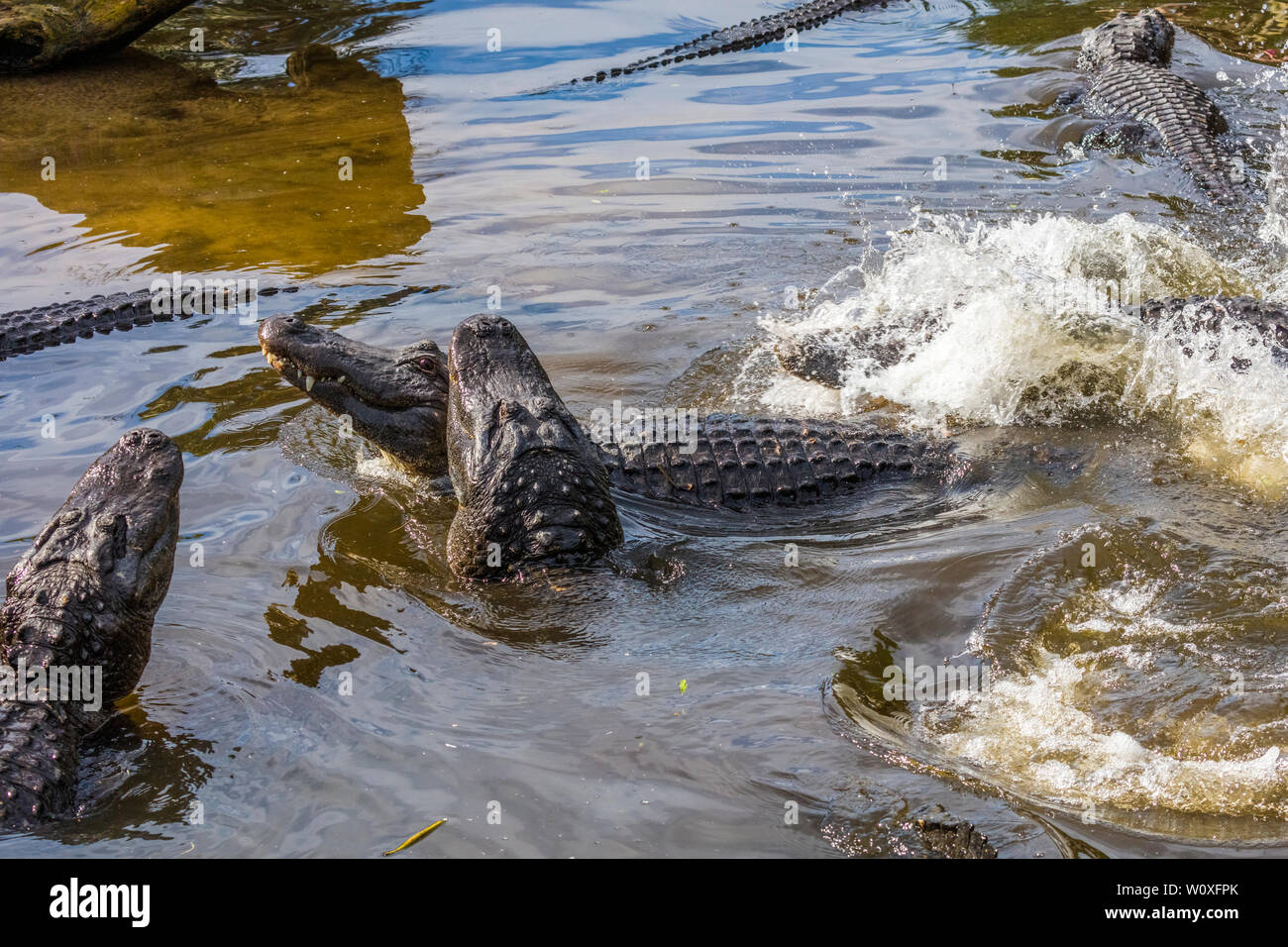 Gli alligatori americani (Alligator mississipiensis) combattimenti durante la stagione di accoppiamento in Sant'Agostino Alligator Farm Zoological Park a St Augustine Florida Foto Stock
