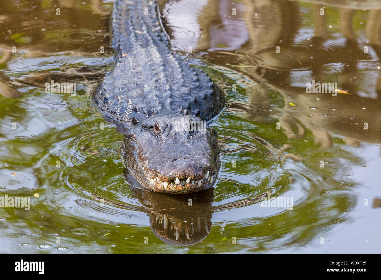 Il coccodrillo americano (Alligator mississipiensis) in Sant'Agostino Alligator Farm Zoological Park a St Augustine Florida negli Stati Uniti Foto Stock