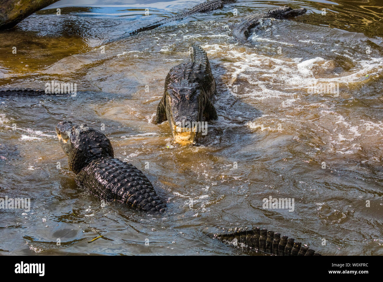 Gli alligatori americani (Alligator mississipiensis) combattimenti durante la stagione di accoppiamento in Sant'Agostino Alligator Farm Zoological Park a St Augustine Florida Foto Stock