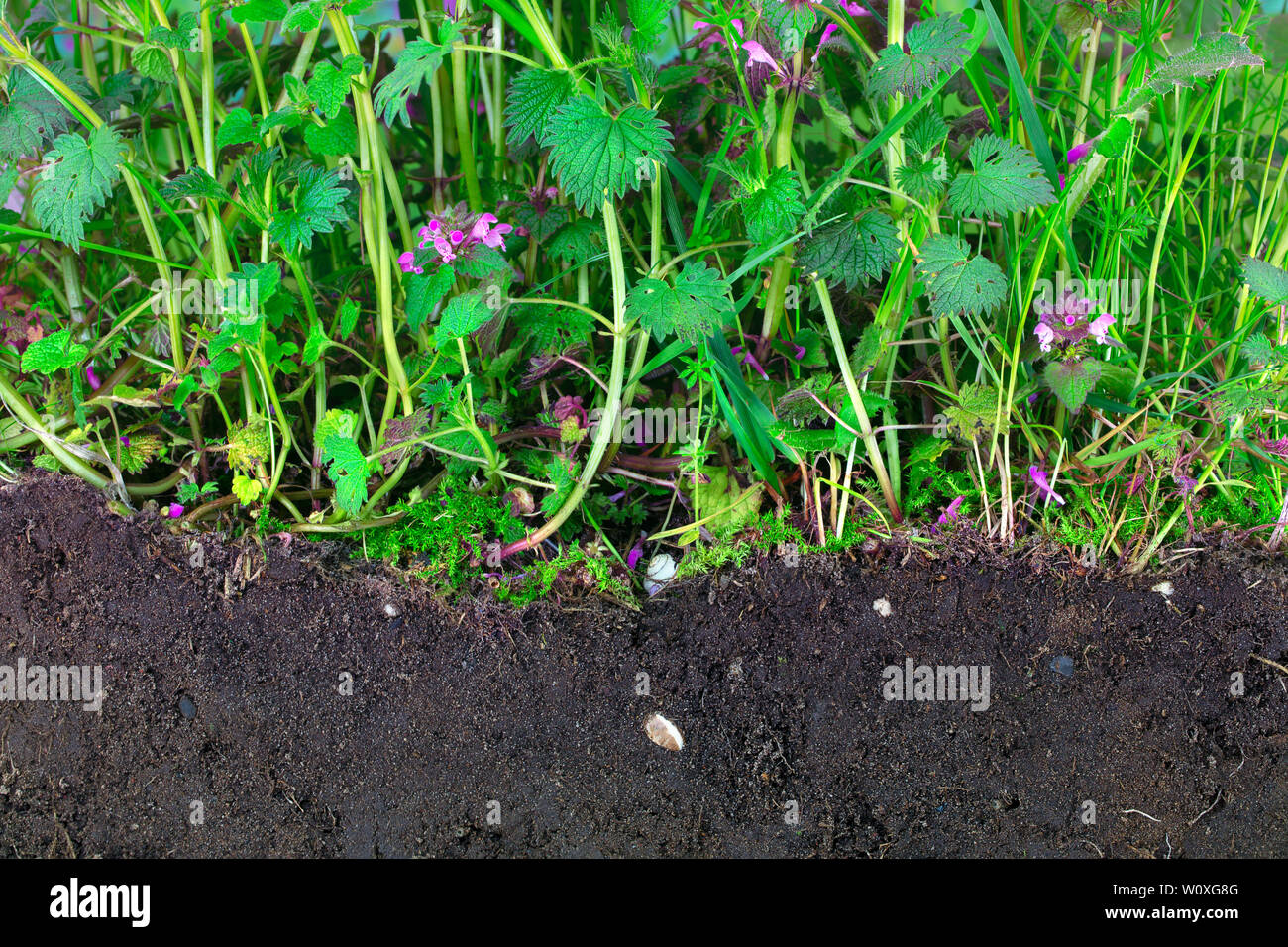 La giungla di pungente e morti di ortiche con terriccio Foto Stock