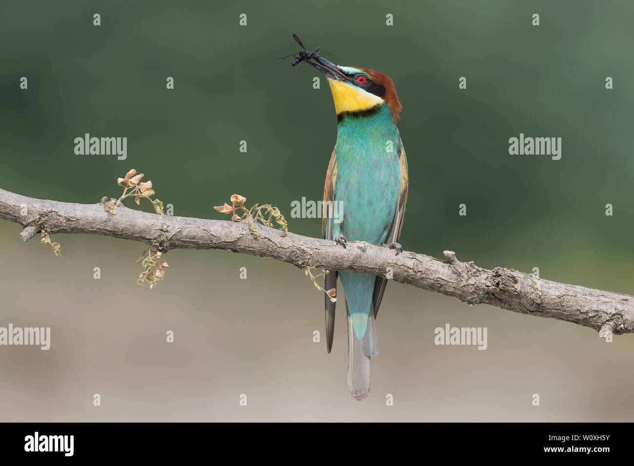 Uccidere un wasp, primo piano della Comunità bee eater (Merops apiaster) Foto Stock