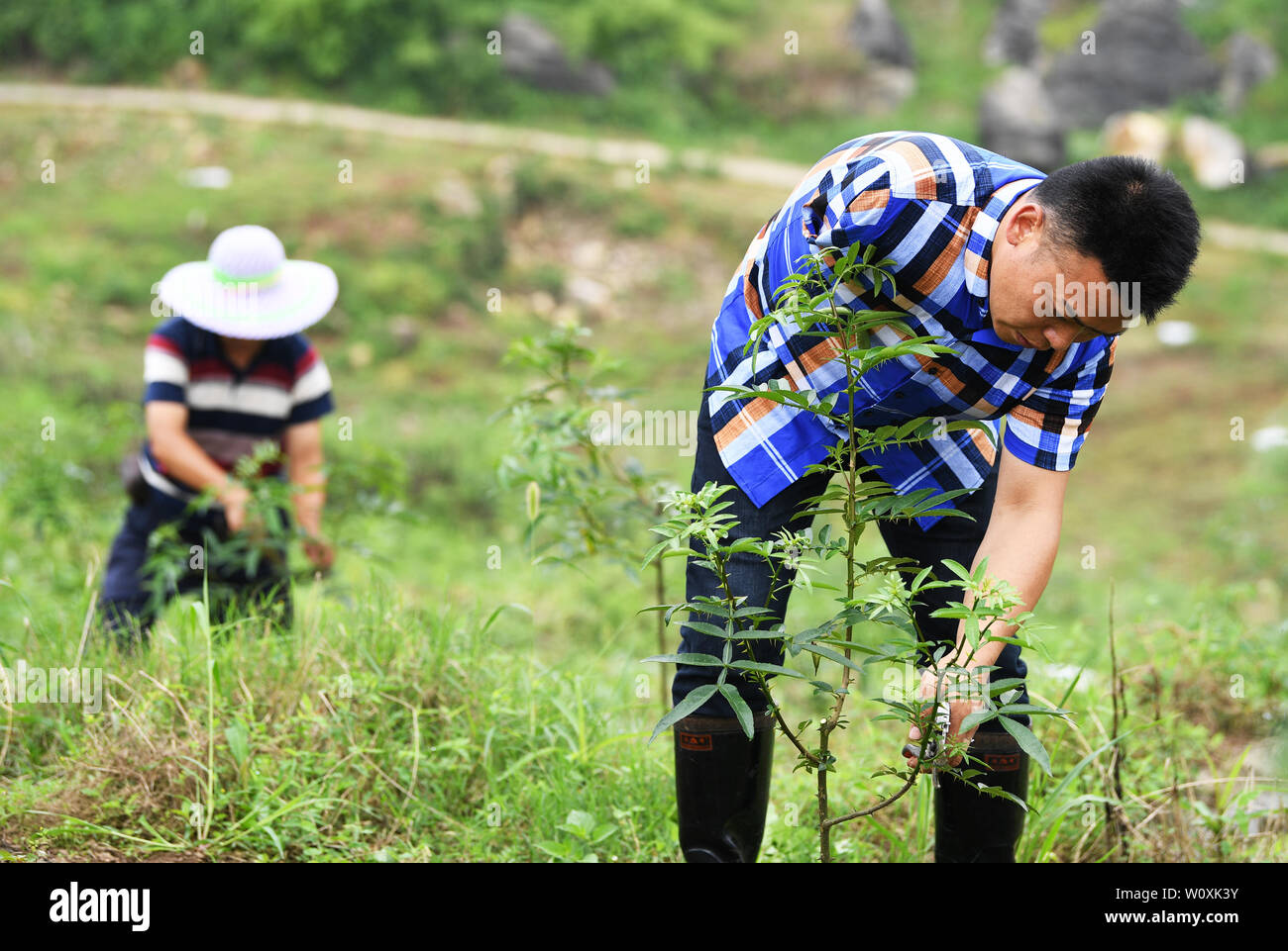(190628) -- CHONGQING, 28 giugno 2019 (Xinhua) -- Liu Yi (R) rivestimenti di piante di pepe in una piantagione di base Yulong nel villaggio di Nanping township di Nanchuan distretto, a sud-ovest della Cina di Chongqing, 27 giugno 2019. Nonostante perdere il suo braccio destro in un incidente all'età di nove anni, 44-anno-vecchio Liu Yi non ha mai abbassato la testa verso il destino. Dopo la graduazione da una scuola professionale in 1994, ha provato un buon numero di posti di lavoro come lavastoviglie, frutto del concessionario e di minatore di carbone. Dal 2010, egli ha deciso di avviare la propria attività presso la sua città natale organizzando gli abitanti di un villaggio per piantare radici di bambù e allevando polli. Il suo FEP Foto Stock