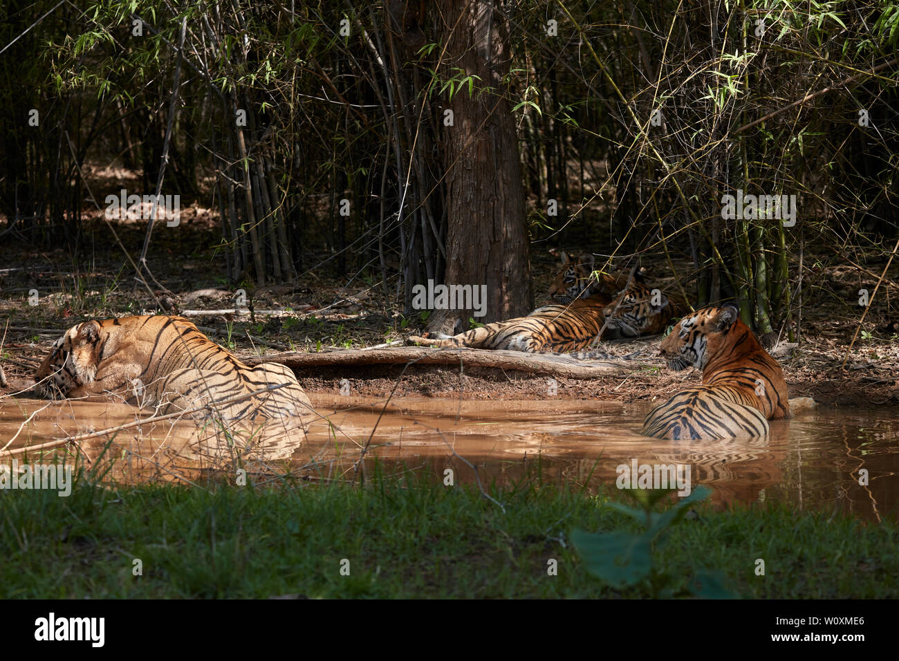 Maya Tigre e matkasur tigre maschio padre con i cuccioli di cooling off in monsone, Tadoba foresta, India. Foto Stock