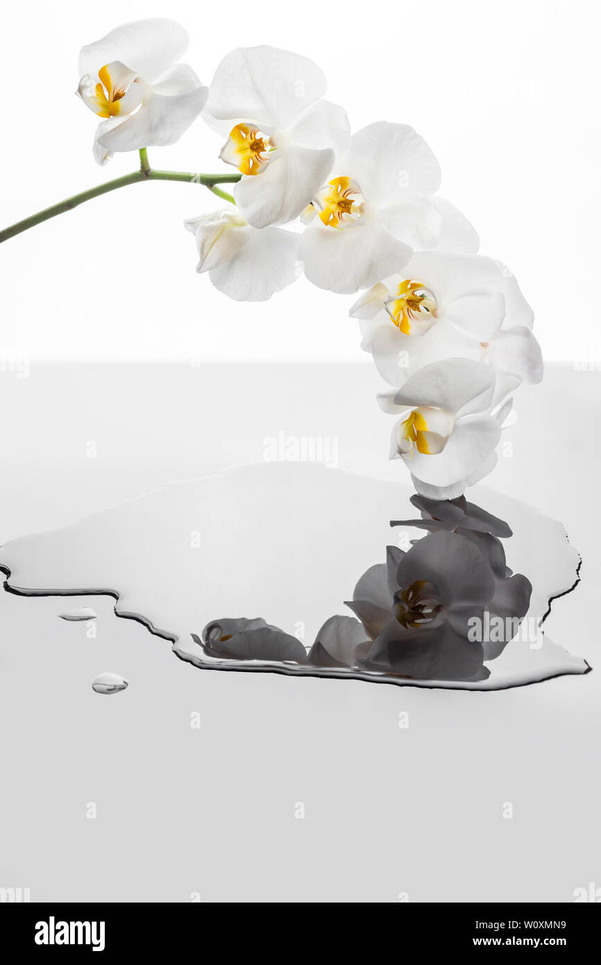 Fiori di orchidea bianchi riflettendo in una pozza d'acqua. Fiori di orchidea su sfondo bianco. Foto Stock