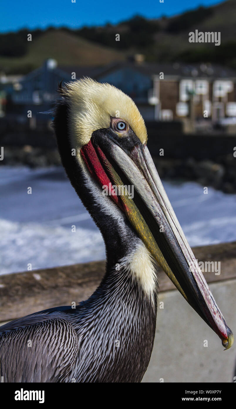 Il pellicano bruno California Pacifica Pier Foto Stock