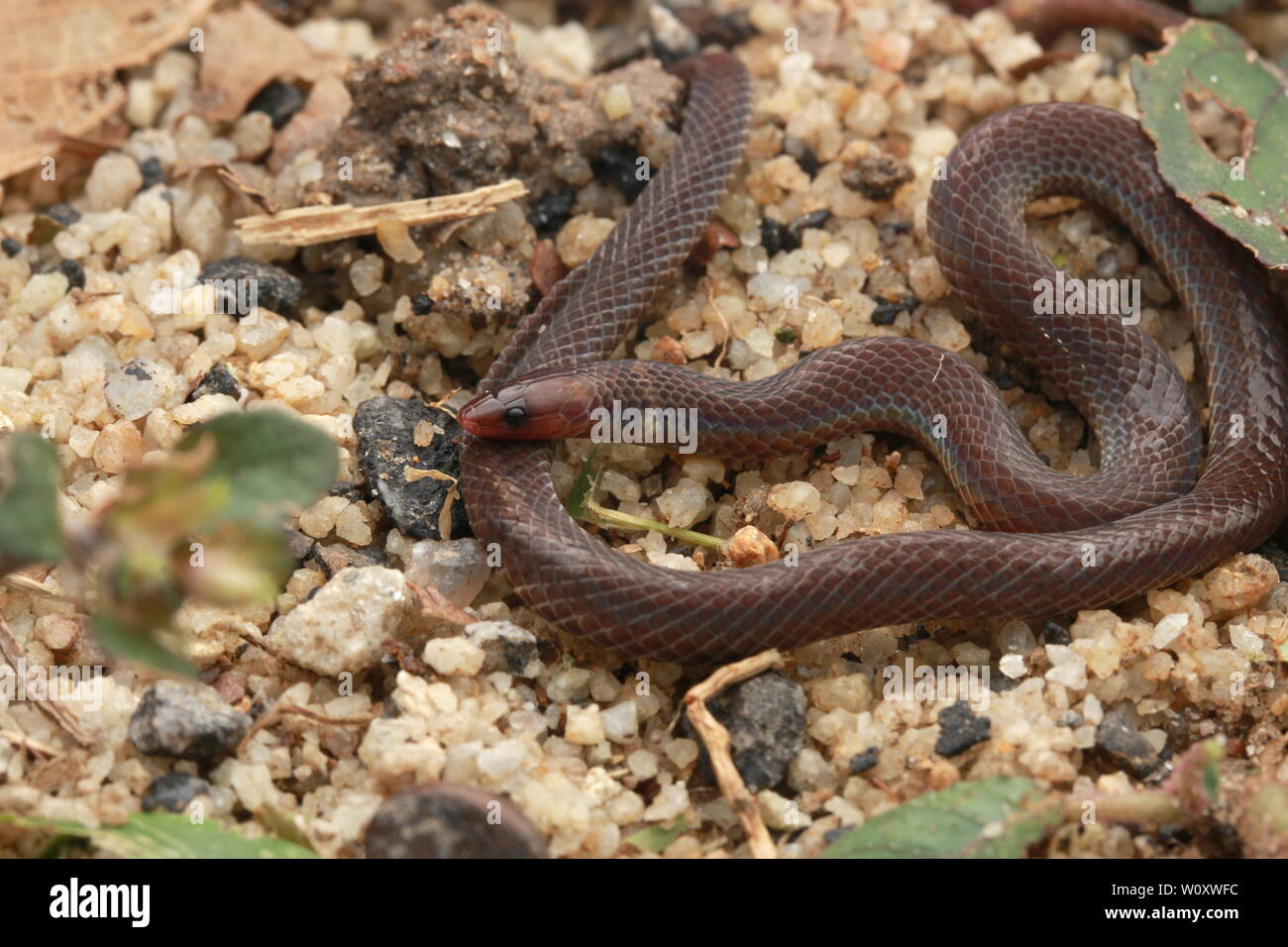 PSEUDOARBDIAN LONGICEPS, NANA SERPENTE REED Foto Stock