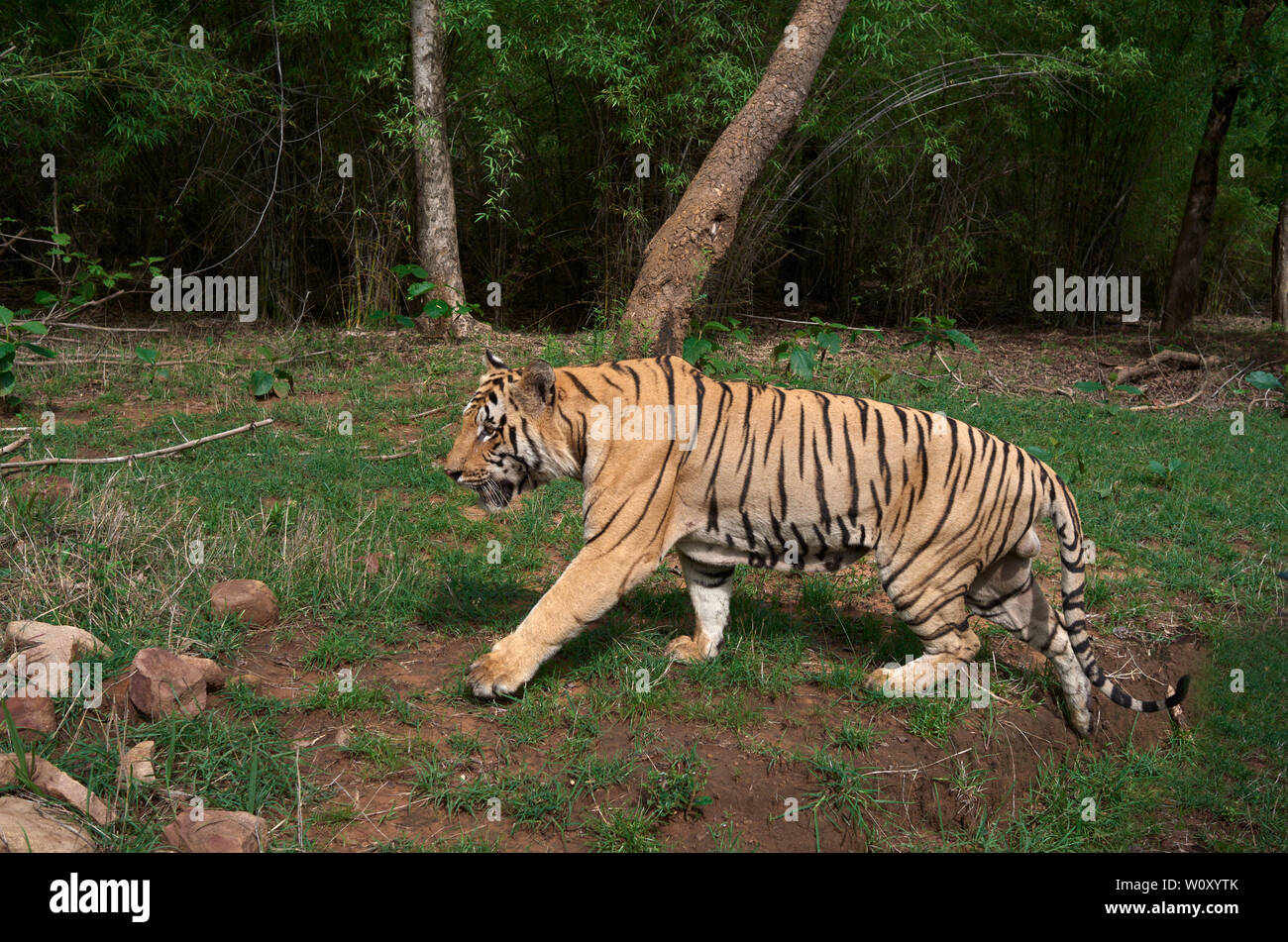 Matkasur tigre maschio e padre di Maya cuccioli di tigre in monsone aggirava, Foresta Tadoba ,l'India. Foto Stock