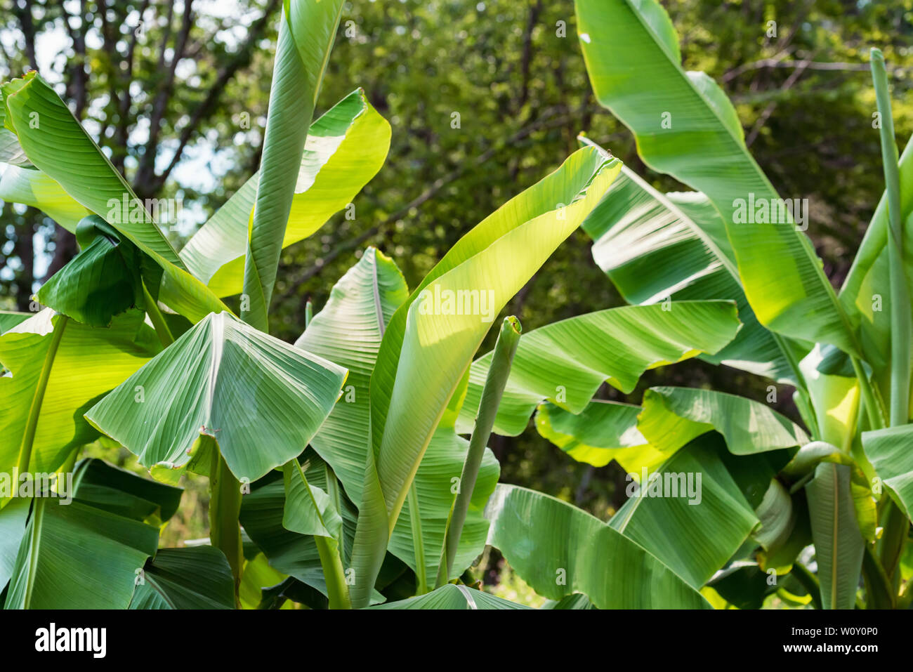 Chiudere il verde delle foglie di banana tree growinf in posizione di parcheggio Foto Stock