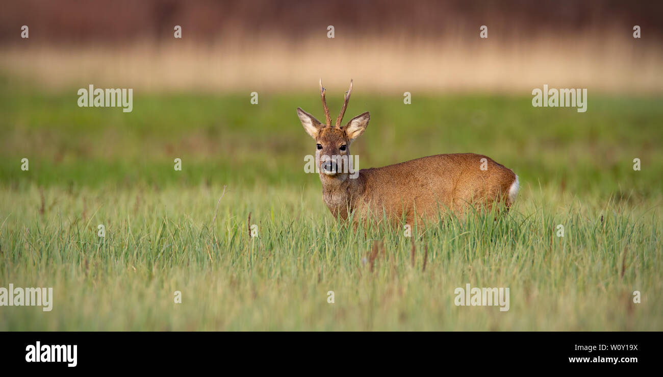 Il Roe Deer buck in cappotto invernale in primavera in piedi su un prato verde alla luce del giorno Foto Stock