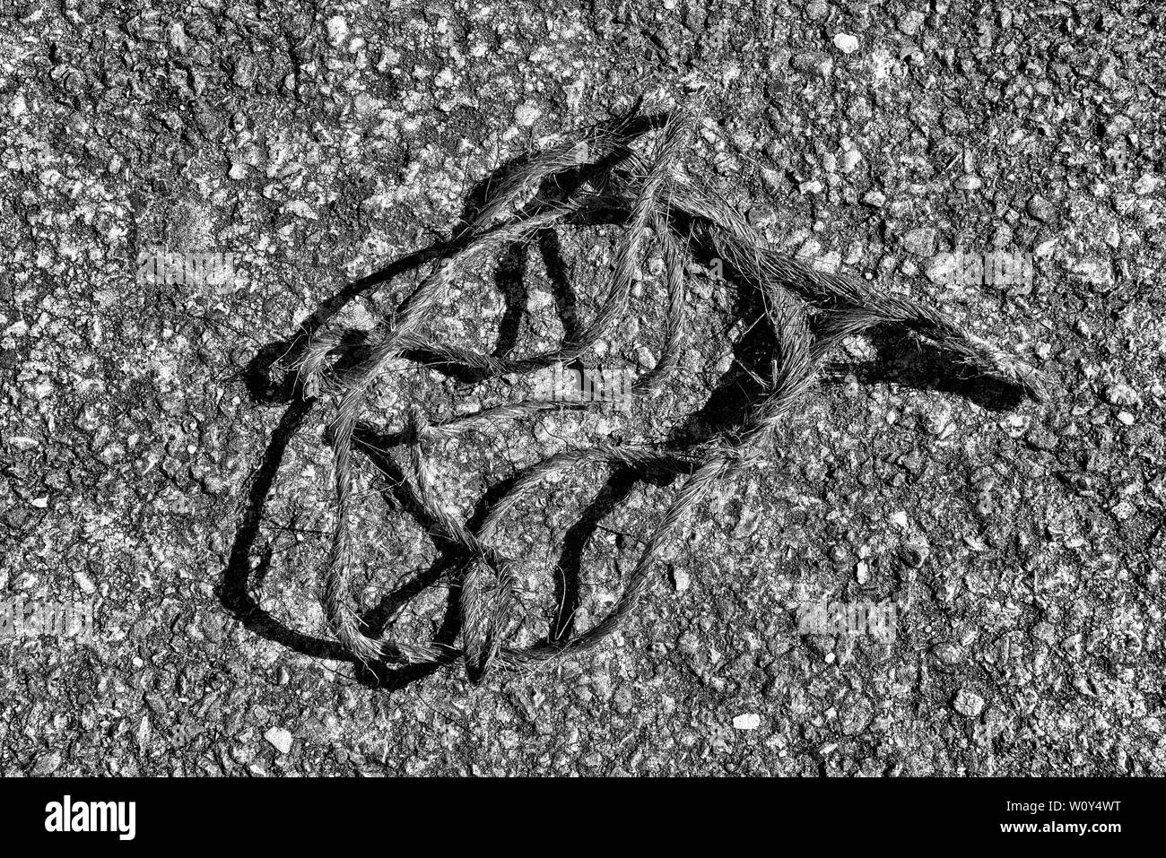 Lo spago su asfalto Foto Stock