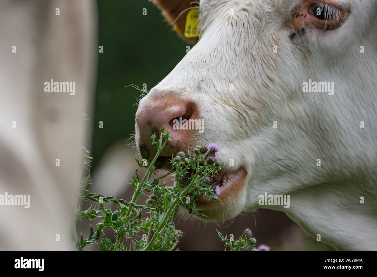 Bianco mangiare di vitello cardo spinoso foglie e fiori Foto Stock