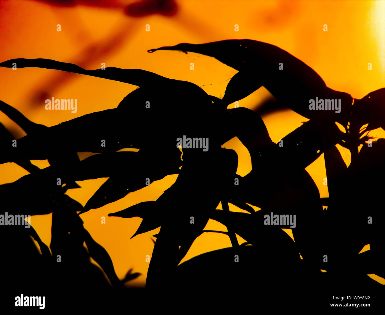 Lato Oscuro di alberi di sunrise. Foto Stock