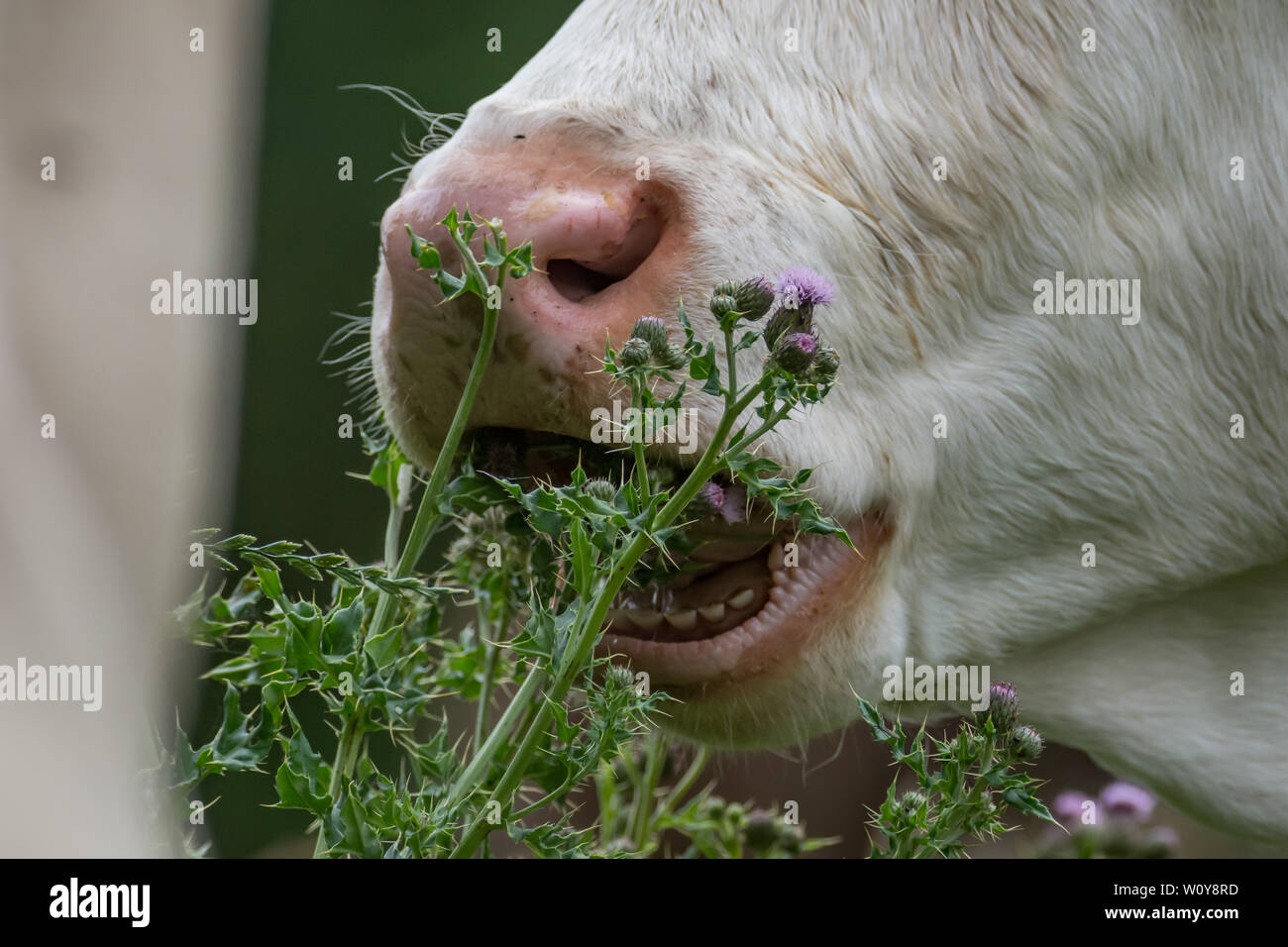 Bianco mangiare di vitello cardo spinoso foglie e fiori Foto Stock