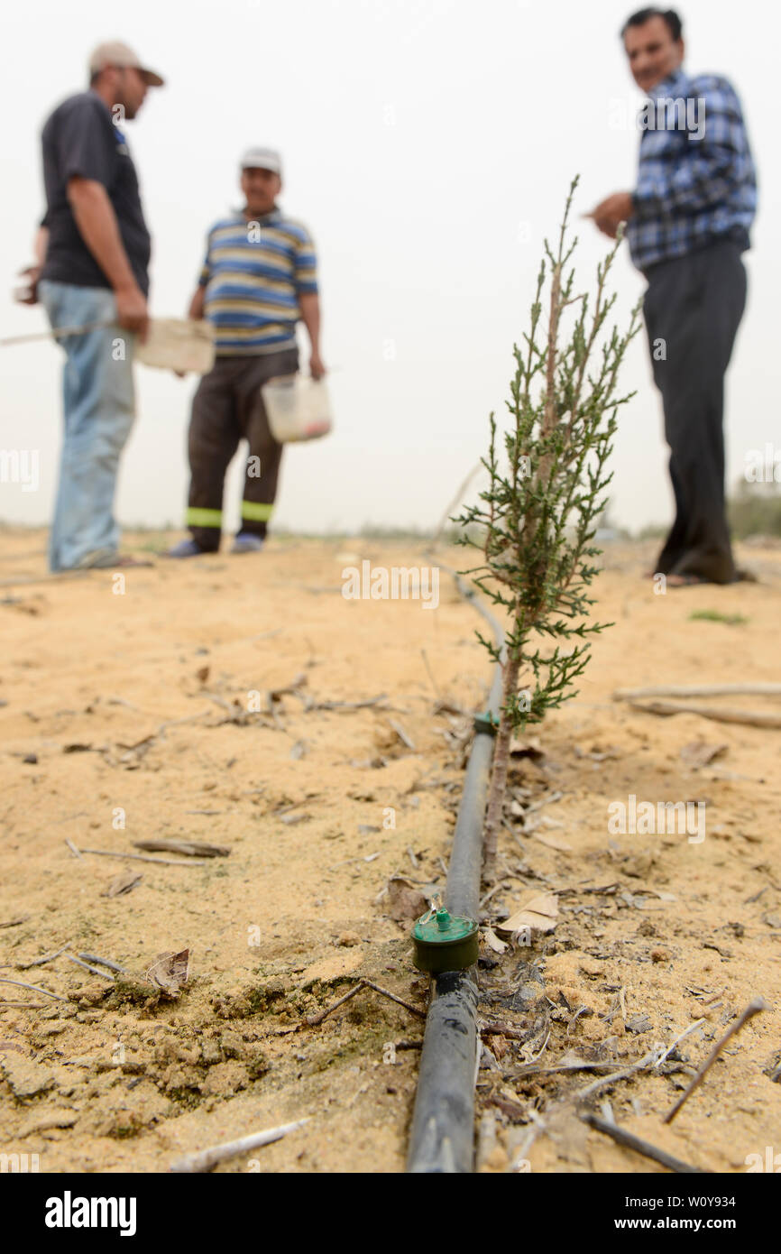 Egitto, Ismallia , Sarapium foresta nel deserto, gli alberi sono irrigate da liquami trattati acqua da Ismalia, nuova piantagione di cipressi con irrigazione di gocciolamento Foto Stock