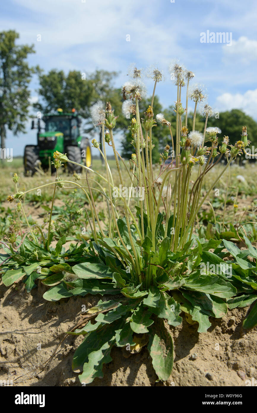 Germania, Taraxa gum progetto di ricerca di Continental , agricoltura prova russo di tarassaco per la lavorazione della gomma Taraxa / Deutschland, Anklam, Continental Forschungsprojekt Anbau russischer Loewenzahn (lat. Taraxacum koksaghyz) zur Gewinnung von Naturkautschuk, Anbau bei einer Baumschule Foto Stock