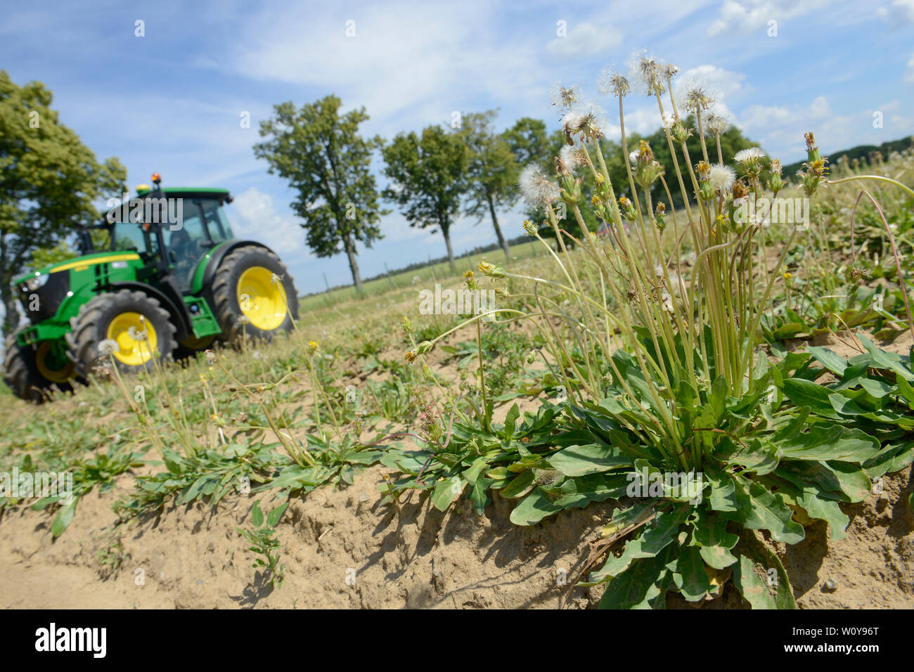 Germania, Taraxa gum progetto di ricerca di Continental , agricoltura prova russo di tarassaco per la lavorazione della gomma Taraxa / Deutschland, Anklam, Continental Forschungsprojekt Anbau russischer Loewenzahn (lat. Taraxacum koksaghyz) zur Gewinnung von Naturkautschuk, Anbau bei einer Baumschule Foto Stock