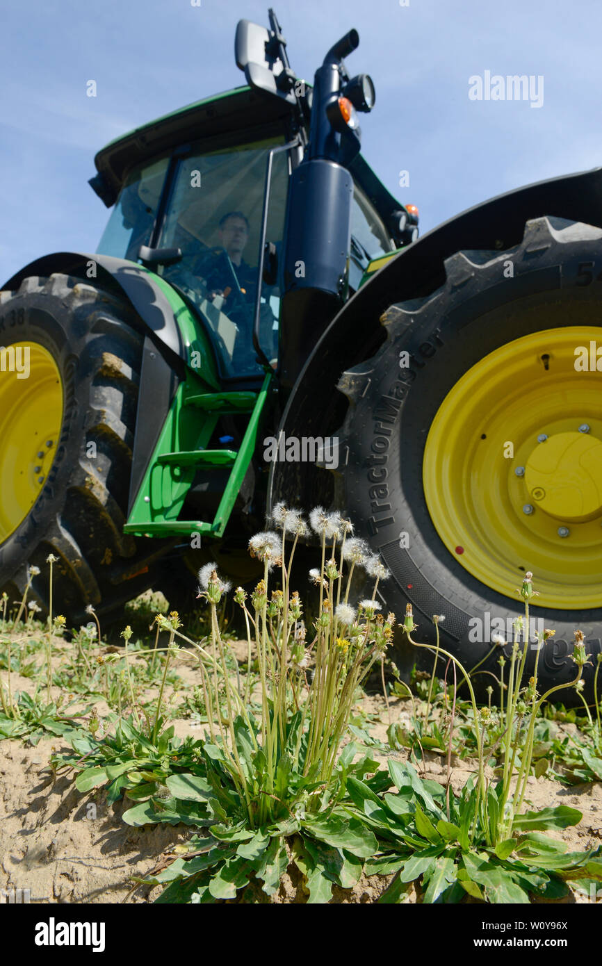 Germania, Taraxa gum progetto di ricerca di Continental , agricoltura prova russo di tarassaco per la lavorazione della gomma Taraxa / Deutschland, Anklam, Continental Forschungsprojekt Anbau russischer Loewenzahn (lat. Taraxacum koksaghyz) zur Gewinnung von Naturkautschuk, Anbau bei einer Baumschule Foto Stock