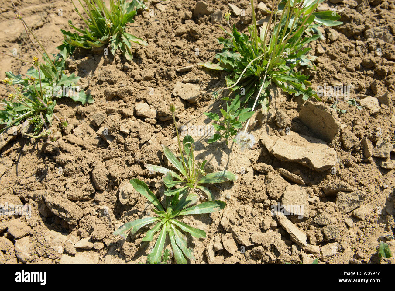 Germania, Taraxa gum progetto di ricerca di Continental , agricoltura prova russo di tarassaco per la lavorazione della gomma Taraxa / Deutschland, Anklam, Continental Forschungsprojekt Anbau russischer Loewenzahn (lat. Taraxacum koksaghyz) zur Gewinnung von Naturkautschuk, Anbau bei einer Baumschule Foto Stock