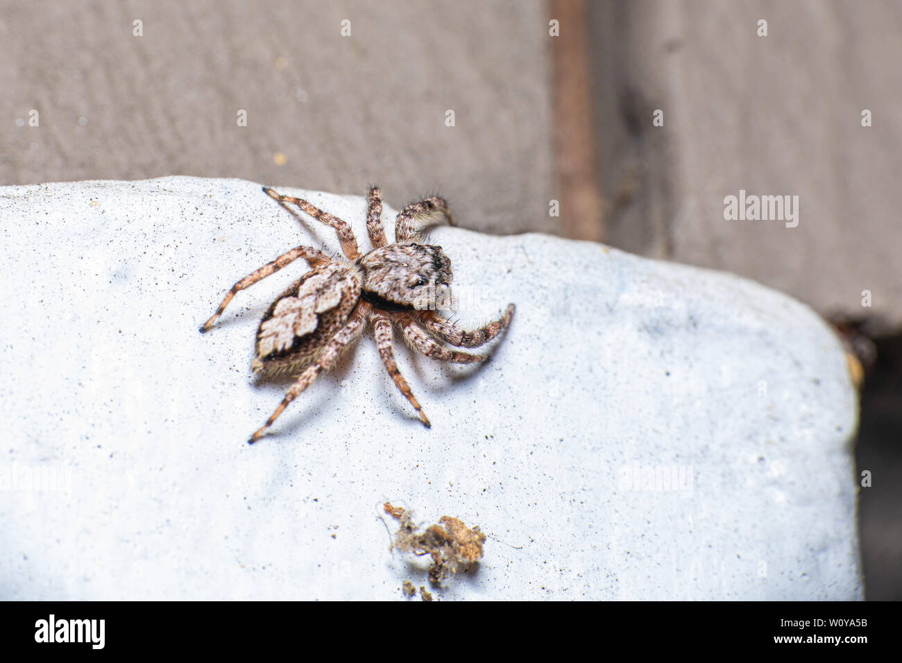 Una vista dorsale di una femmina di Tan Jumping Spider (Platycryptus undatus) salendo sul fuori di casa mia. Foto Stock
