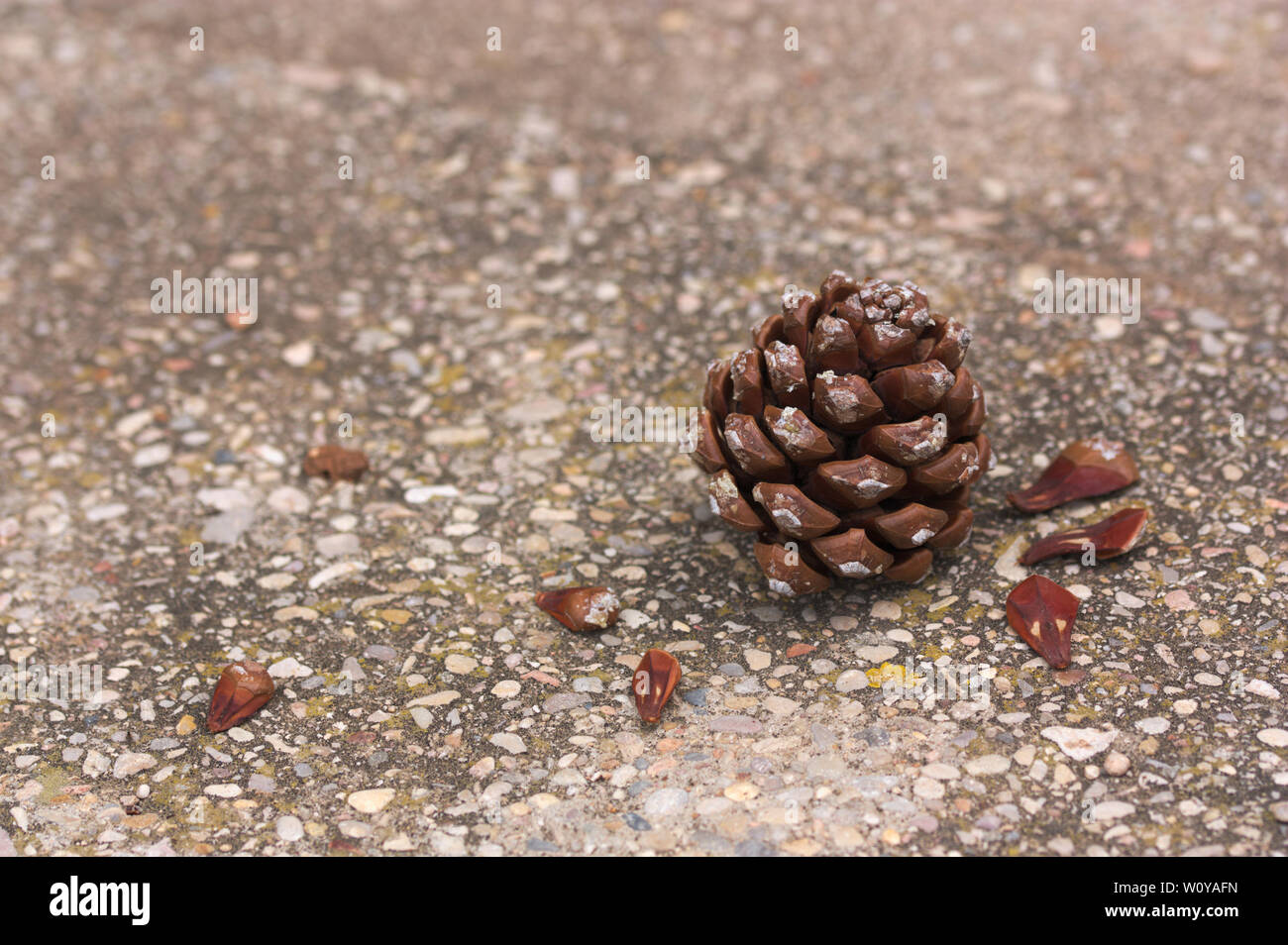 Un cono di pino su asfalto con spazio per aggiungere testi o di grafica (copia spazio) Foto Stock