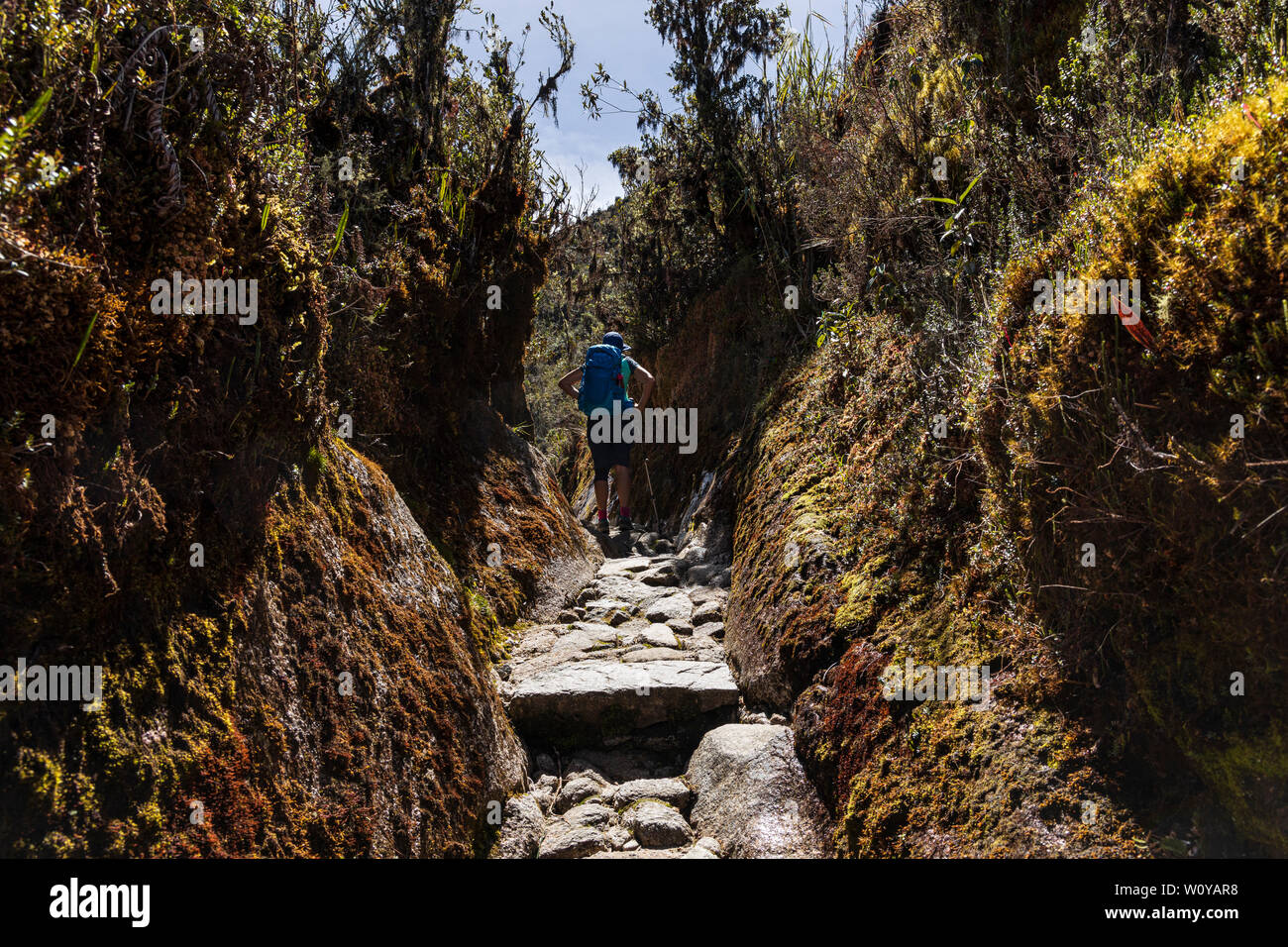 Inca Trail, Day 3, Pacay Mayo Alto tramite Abra de Racay Runku pass e rovine, Sayacmarca rovine, Puyupatamarca rovine e Winay Wayna terrazze e campsit Foto Stock Inca Trail, Day 3, Pacay Mayo Alto tramite Abra de Racay Runku pass e rovine, Sayacmarca rovine, Puyupatamarca rovine e Winay Wayna terrazze e campsit Foto Stock