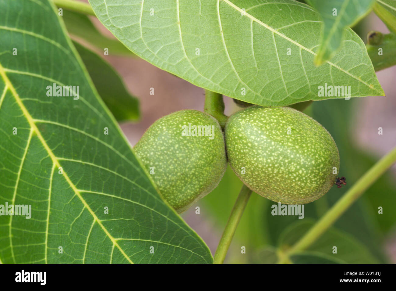 Close-up di alcuni dadi in primavera quando essi sono ancora immature sulla struttura ad albero Foto Stock