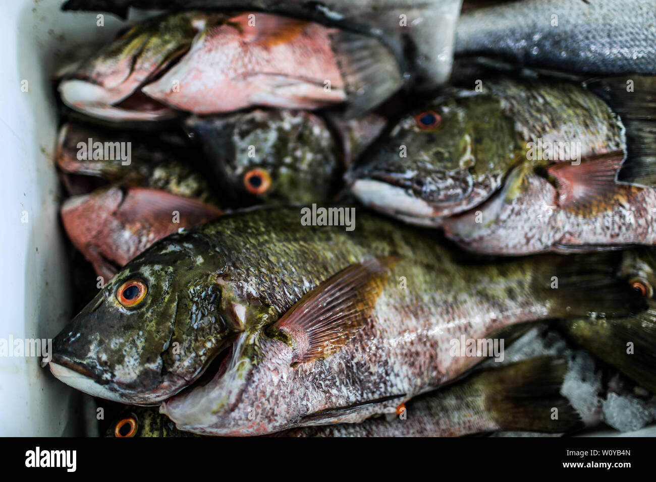 Vendita di gamberetti, percado, a base di pesce di mare. Il cibo del mare. destinazione turistica mercato Puerto Peñasco, Sonora, Messico .. (Foto: Luis Gutierrez /NortePhoto.com) Venta de camaron, percado, mariscos de la pesca del dia.comida del mar. mercado del destino turistico di Puerto Peñasco, Sonora, Messico. Foto Stock