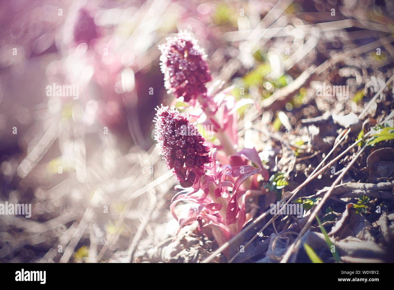 Rosa luminoso bella fata dei fiori di Butterbur bloom sulle rive della palude in primavera tempo soleggiato Foto Stock