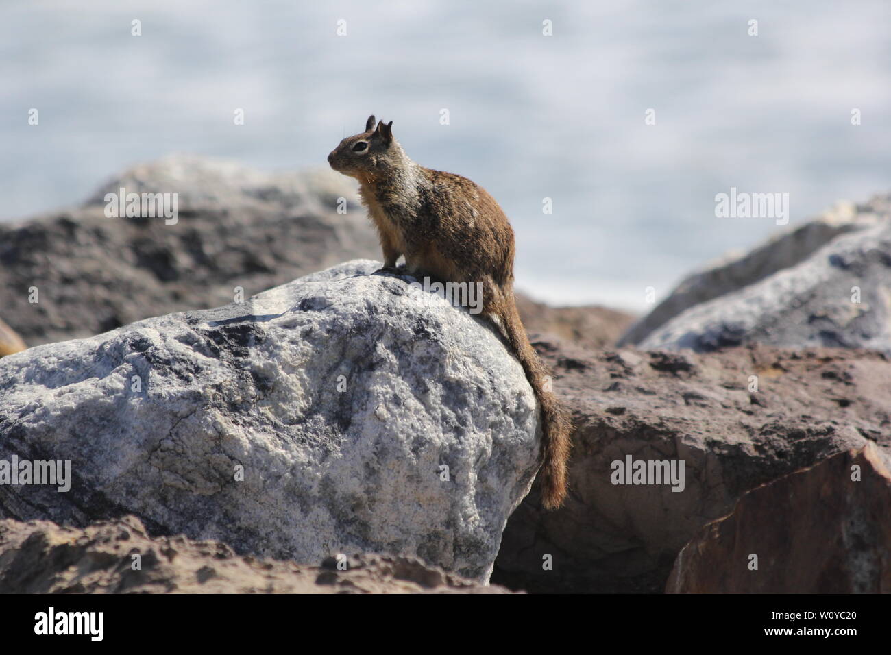 Scoiattolo in posa su rocce Foto Stock
