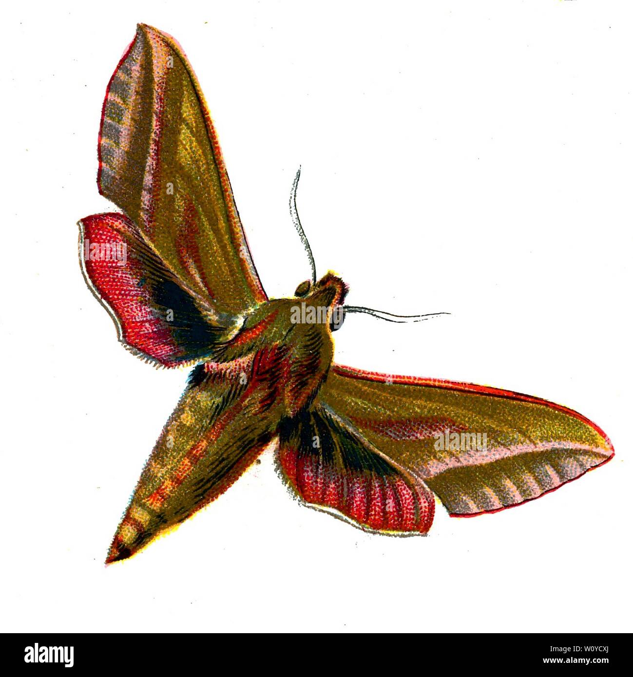 Deilephila elpenor, The Elephant Hawk Moth - Color Butterfly Lithograph tratto dal libro del 1895, "le farfalle più conosciute d'Europa" di F. Nemos Foto Stock