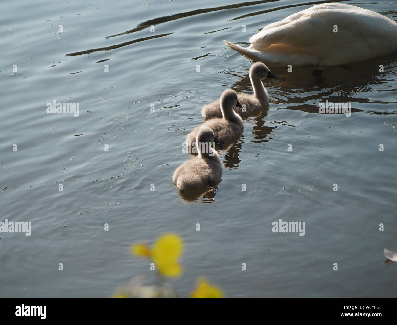 Tre Cygnets seguire la madre Swan sull'acqua. Foto Stock