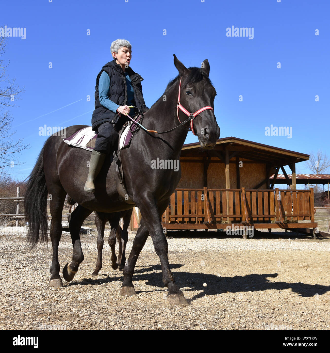 Equitazione per la terapia personale senior. Donna sopra i 50 anni di età in un cavallo. Mare Nero con piccolo puledro. Giornata di sole nelle stalle Foto Stock