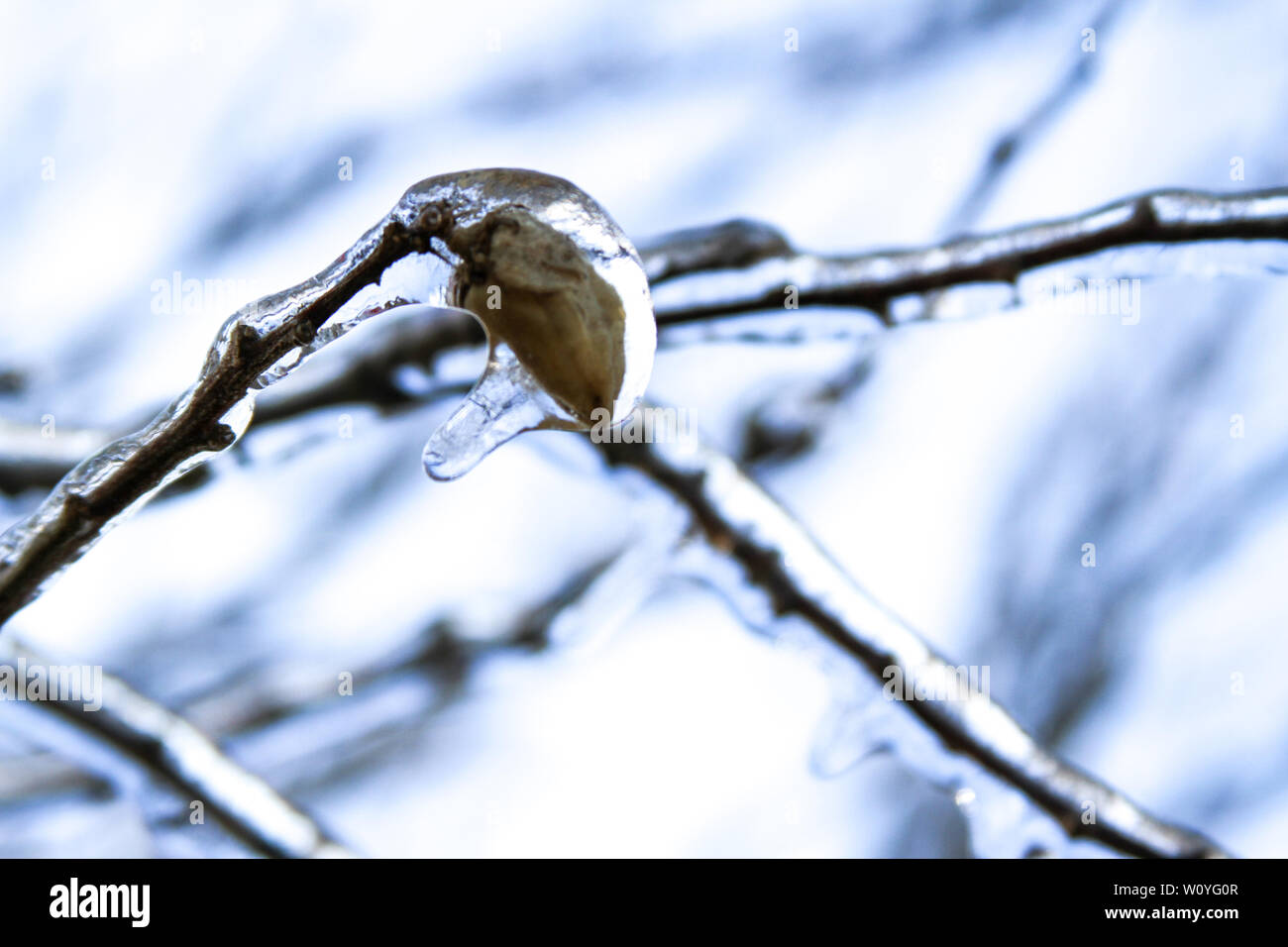 Newton, KS. 11 Aprile, 2013 Una insolita tempesta di ghiaccio hits Kansas durante la primavera, copertura vegetale emergenti la vita con una lastra di ghiaccio. Foto Stock