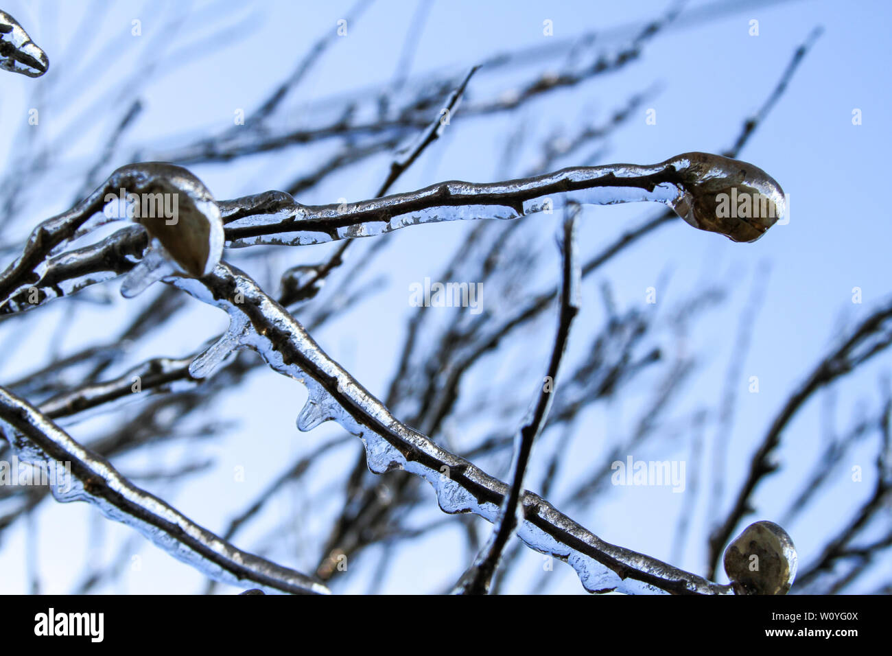 Newton, KS. 11 Aprile, 2013 Una insolita tempesta di ghiaccio hits Kansas durante la primavera, copertura vegetale emergenti la vita con una lastra di ghiaccio. Foto Stock