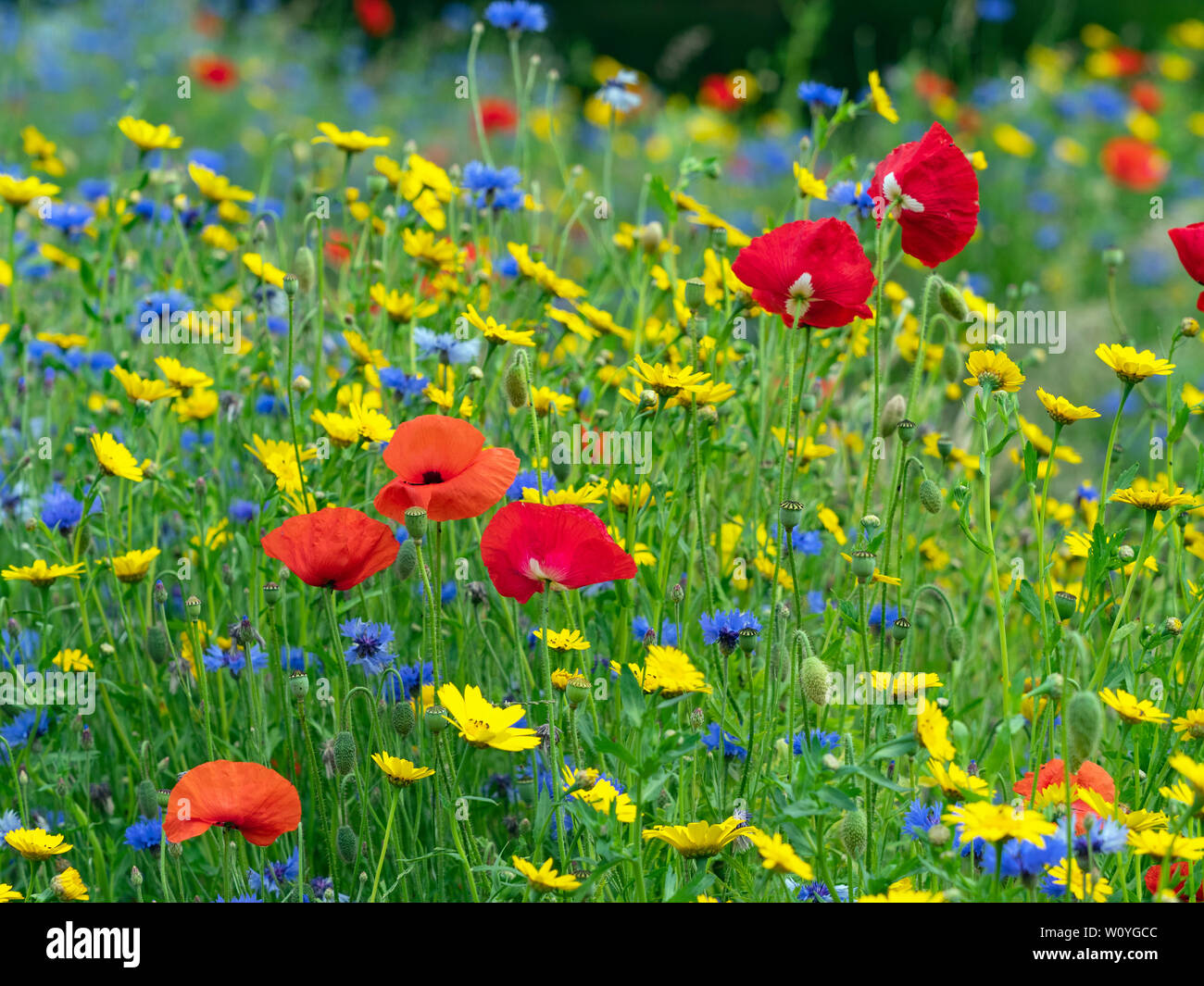 Glebionis segetum Corn Calendula, Centaurea cyanus fiordaliso, e Papaver rhoeas papavero nel fieno prato Foto Stock