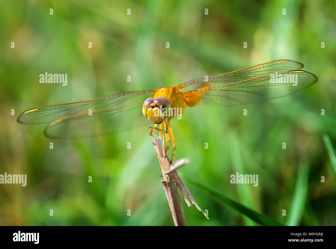 Giallo golden dragonfly con sfondo verde in outdoor sun illuminazione. Foto Stock
