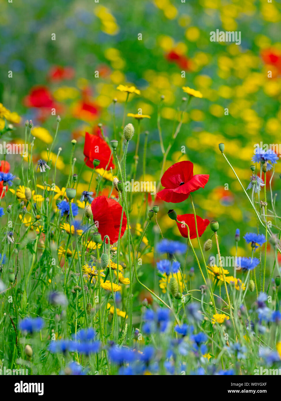 Glebionis segetum Corn Calendula, Centaurea cyanus fiordaliso, e Papaver rhoeas papavero nel fieno prato Foto Stock