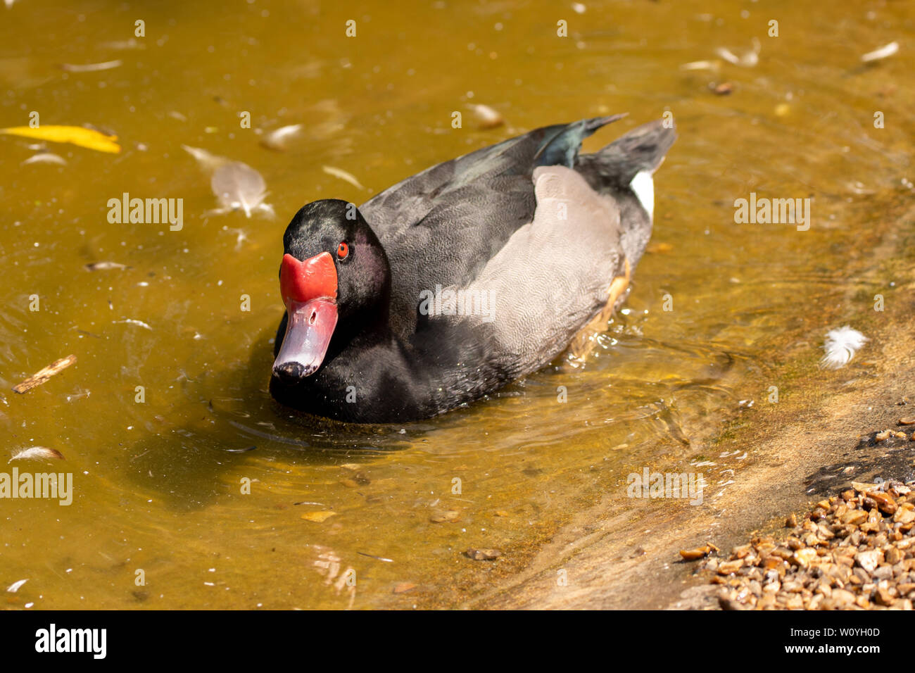 Roseo-fatturati pochard (Netta peposaca) nuoto in sun. Foto Stock