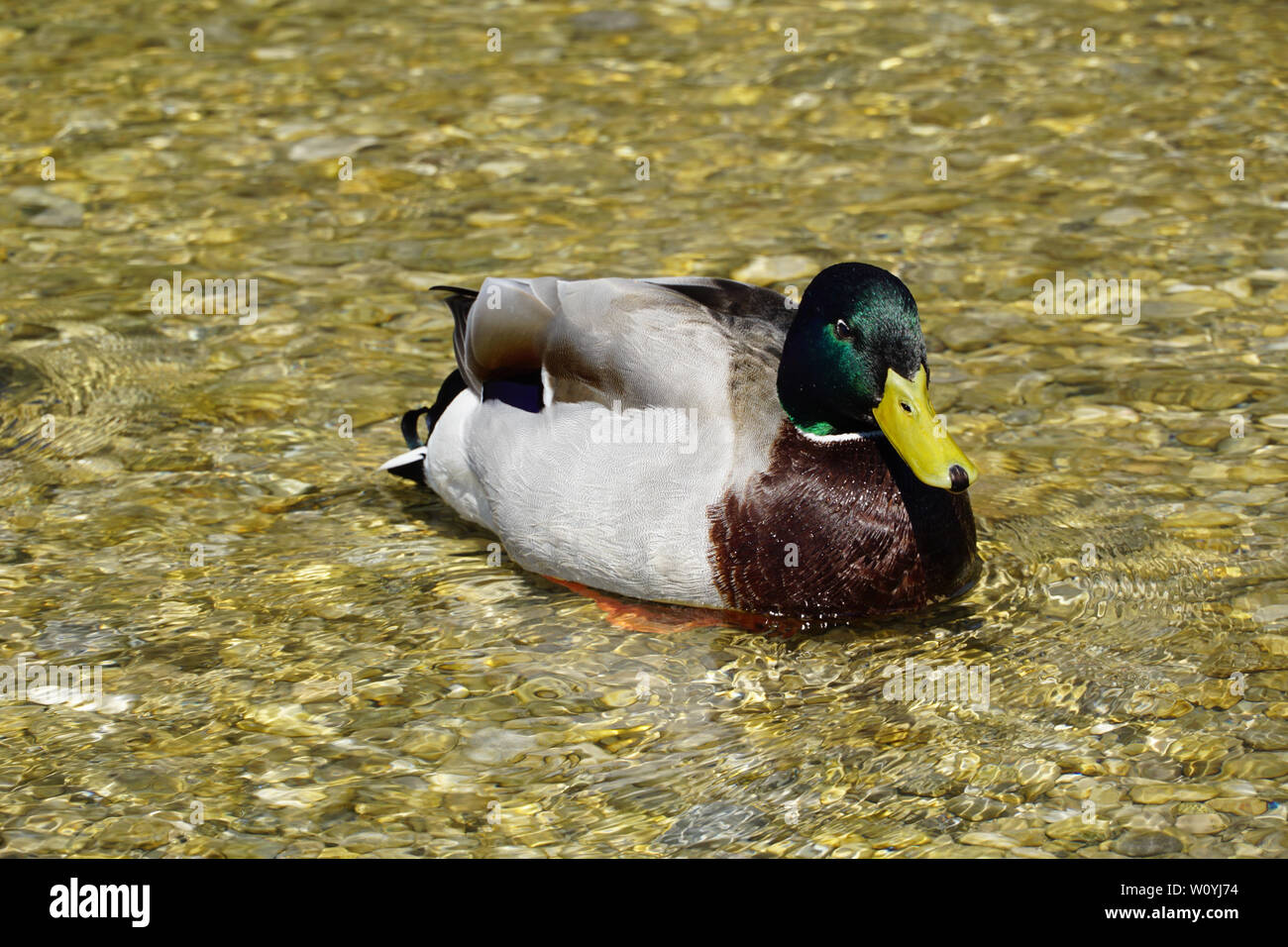 Grigio verde marrone duck su acqua Foto Stock