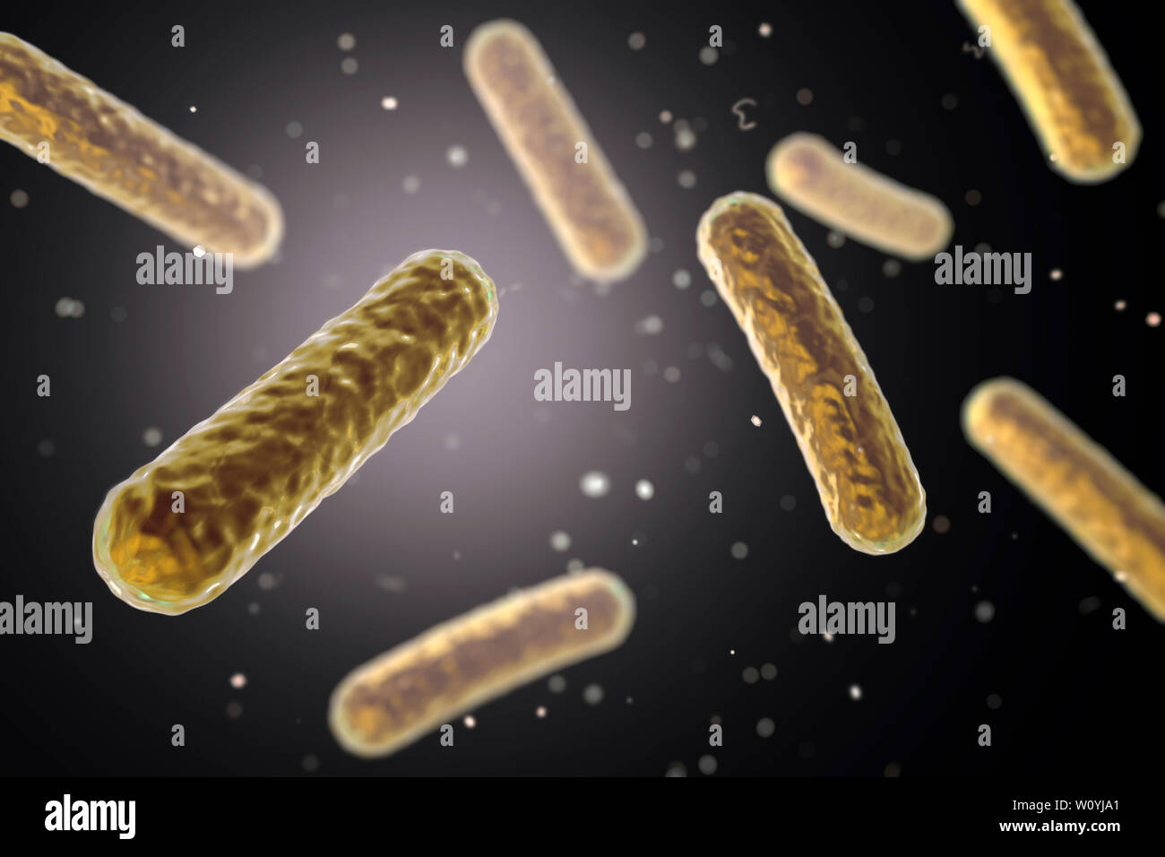 Faecalibacterium prausnitzii batteri, illustrazione Foto Stock