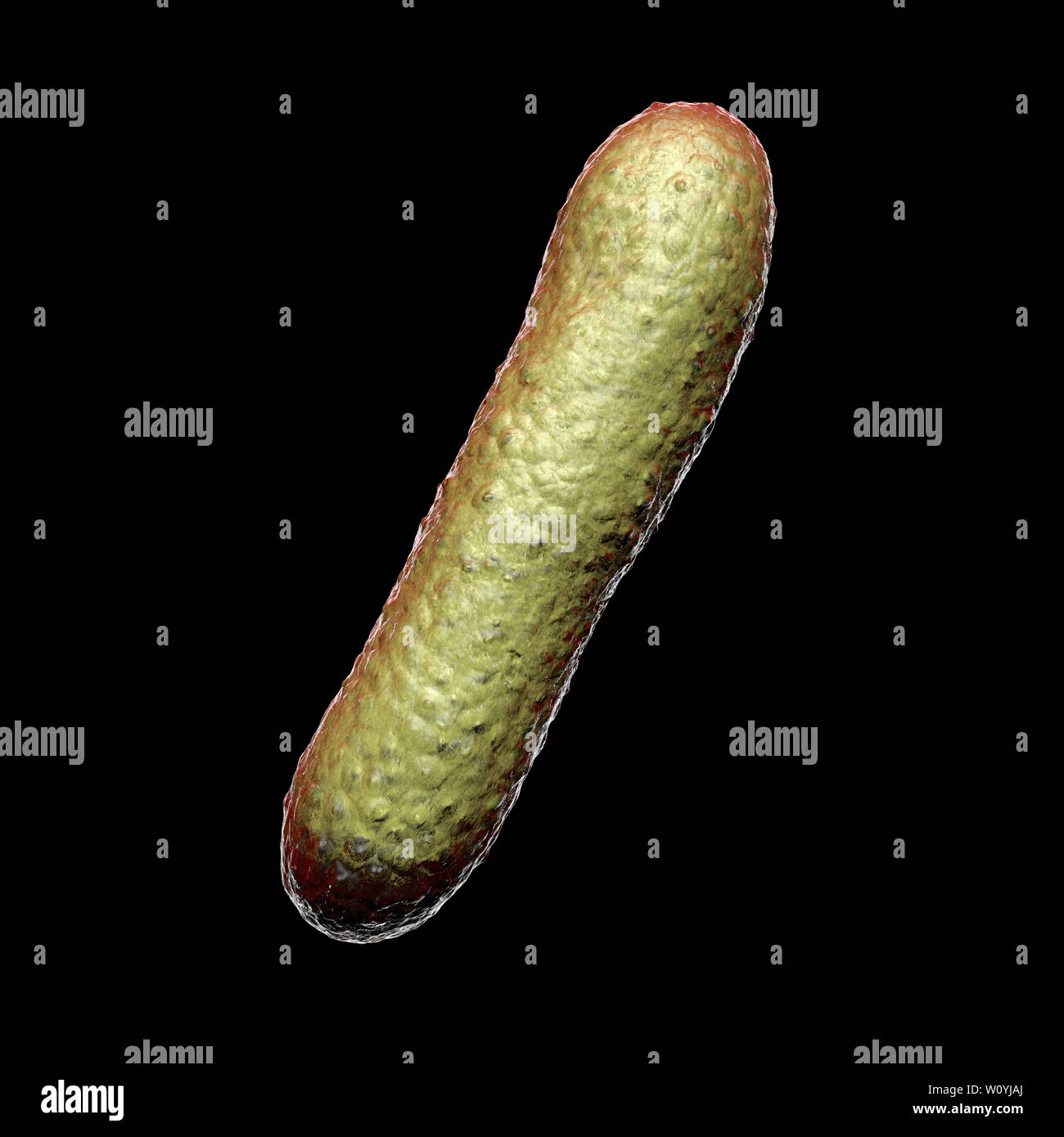 Faecalibacterium prausnitzii batteri, illustrazione Foto Stock