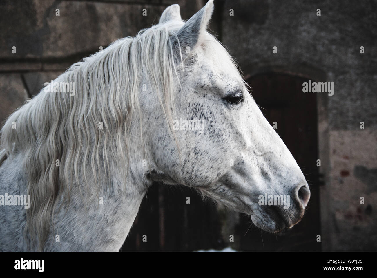 Ritratto di un cavallo bianco Foto Stock