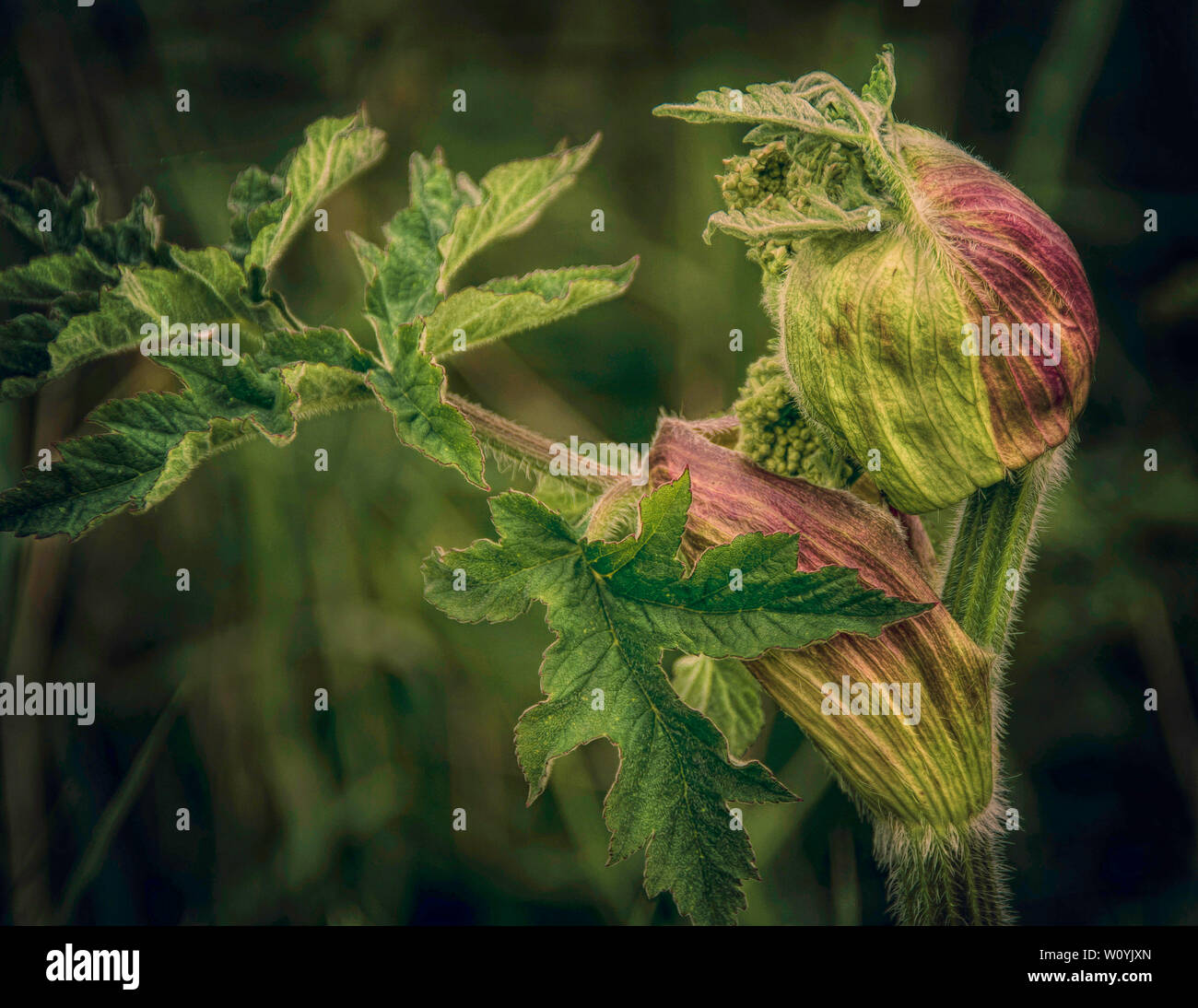 Hogweed selvaggio fiore Foto Stock