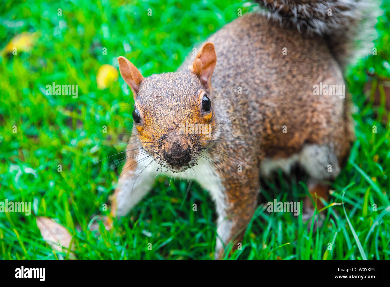 Lo scoiattolo guardando la fotocamera con la sporcizia sulla sua faccia sul prato verde in Regent's Park di Londra Foto Stock