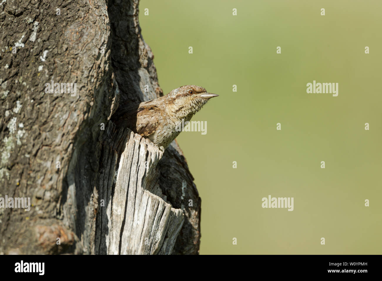 Eurasian spasmodico, nome latino Jynx torquilla, guardando fuori il suo nido foro. Si tratta di una specie di spasmodico nella famiglia Picchio. Si tratta di un uccello di aprire Foto Stock