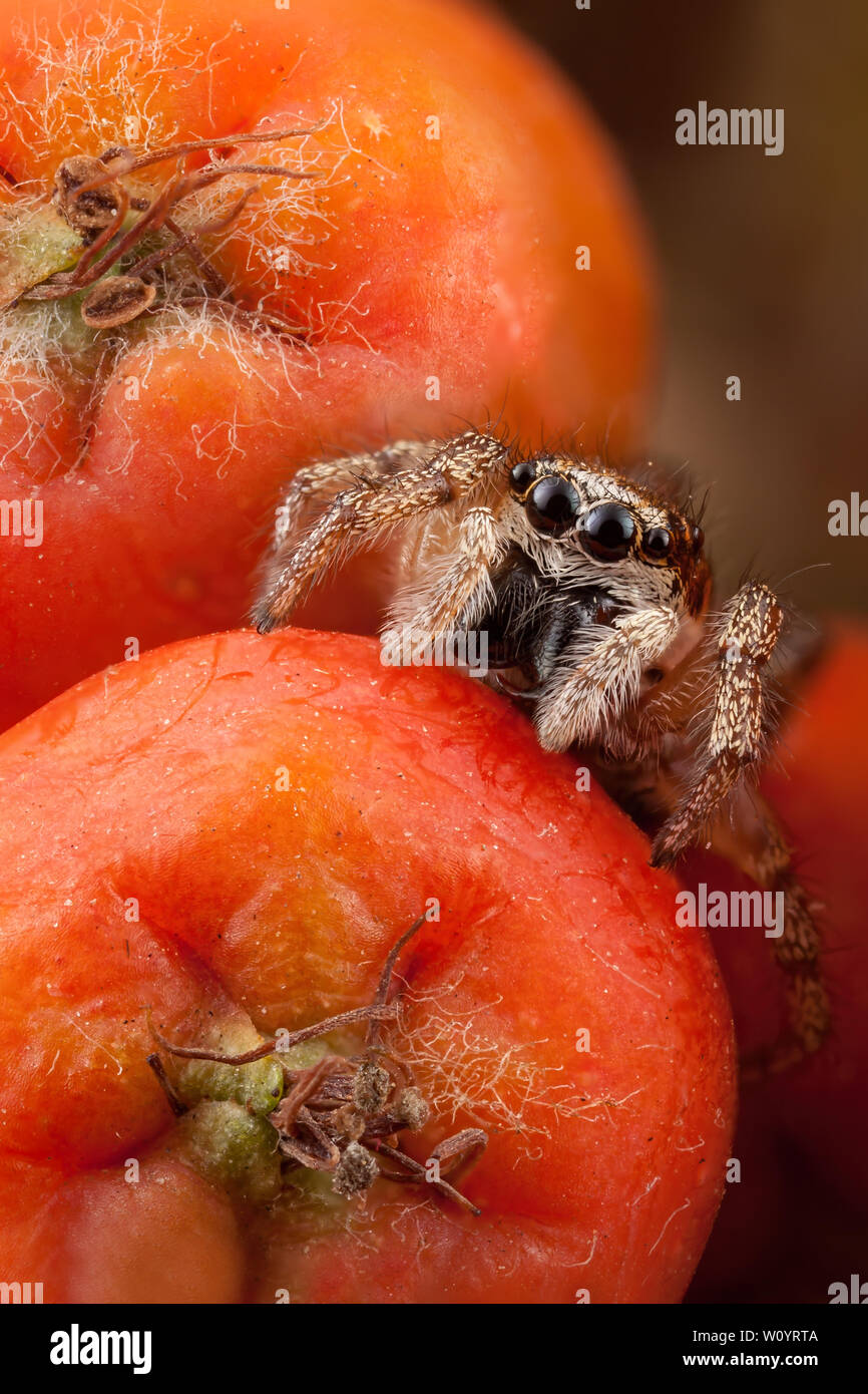 Jumping spider e orange rowan frutti Foto Stock